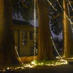 The Lighting of the Sequoias